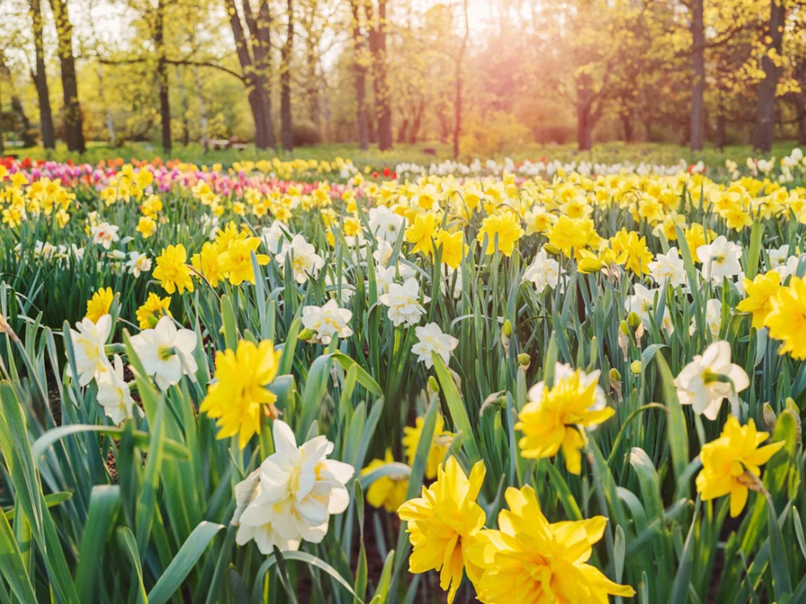 daffodils-1