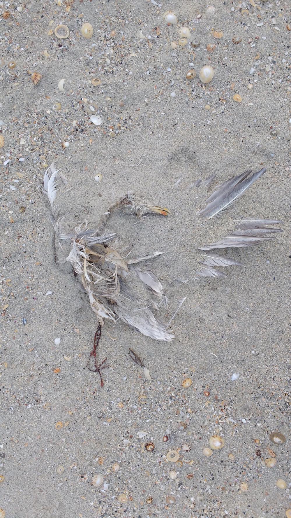 Bird in Sand