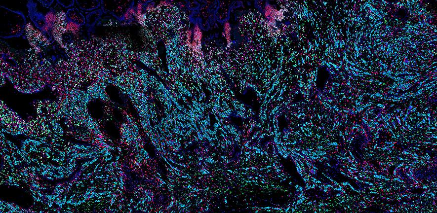 Cells of the placenta 29-3-23