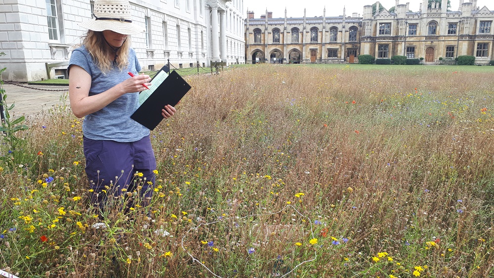Biodiversity survey in the wildflower meadow lynndicks