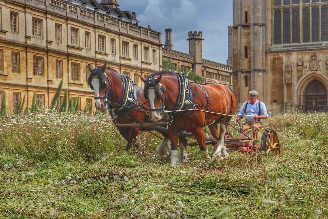 Horses harvesting meadow microsoftteams-image_20
