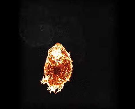 Image of T cell t_cell