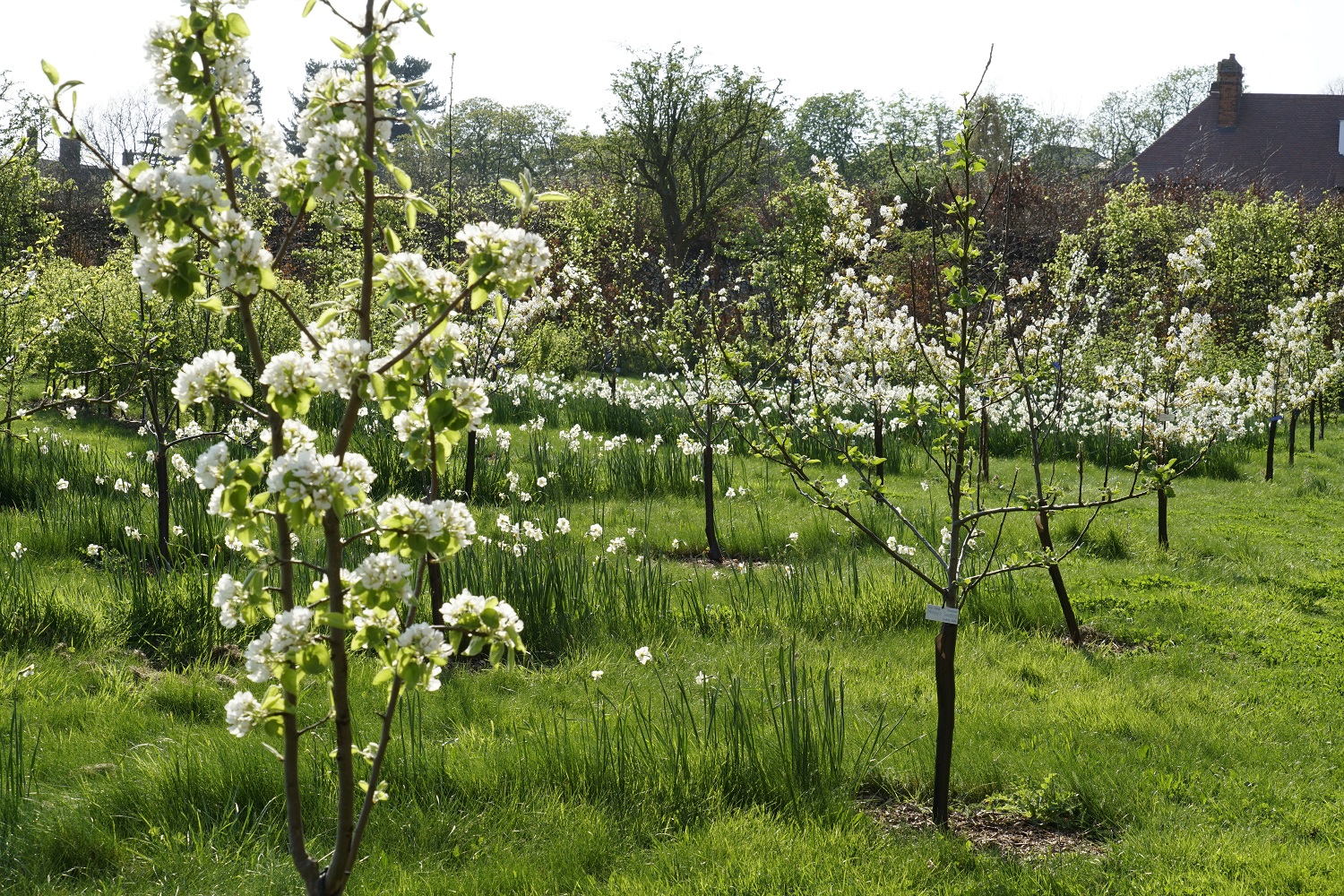 orchard_cliveboursnell orchard_cliveboursnell