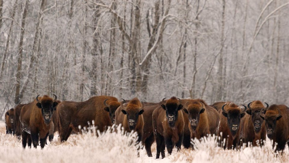 credit_rafal_kowalczyk_european_bison_lr