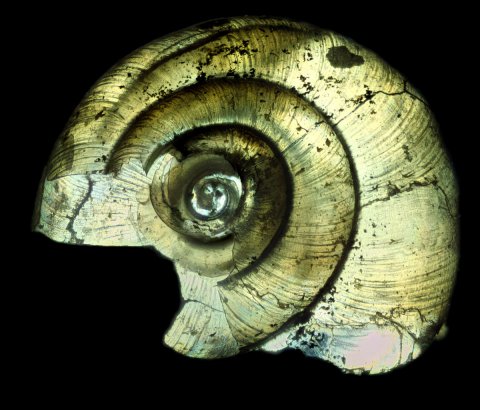 Shell - Ben Dobson