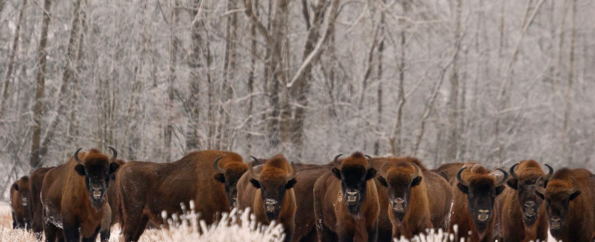 European bison credit_rafal_kowalczyk_european_bison_lr